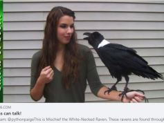 dxsatcs-roman-david-bloguje-havran